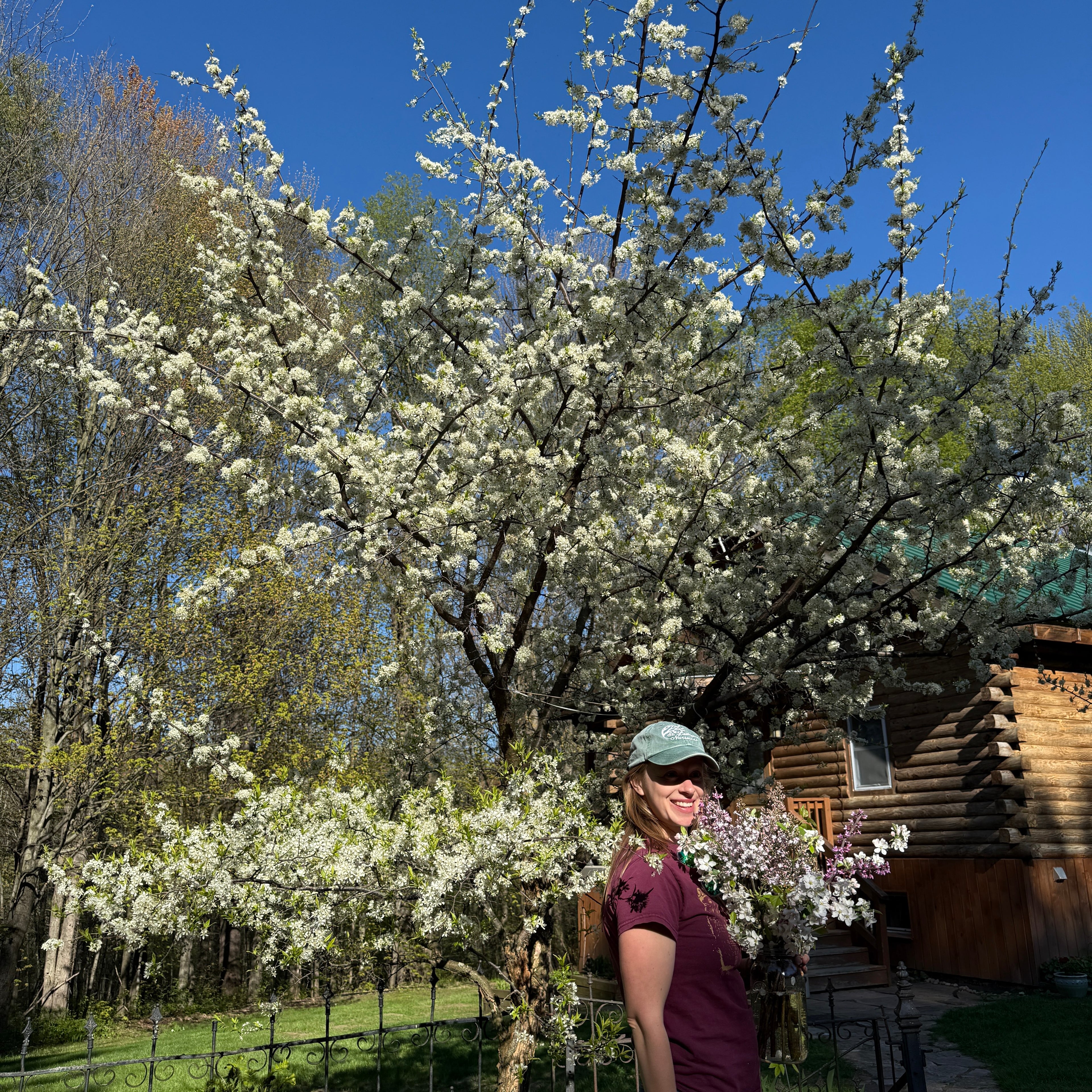 Native American Plum - Prunus americana