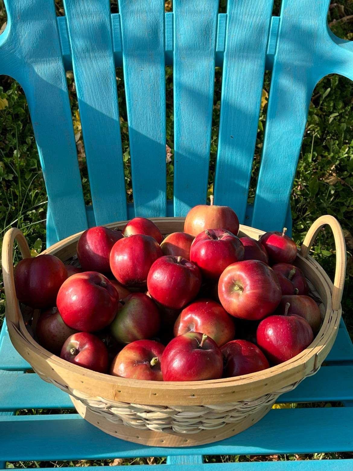 Viking Apple