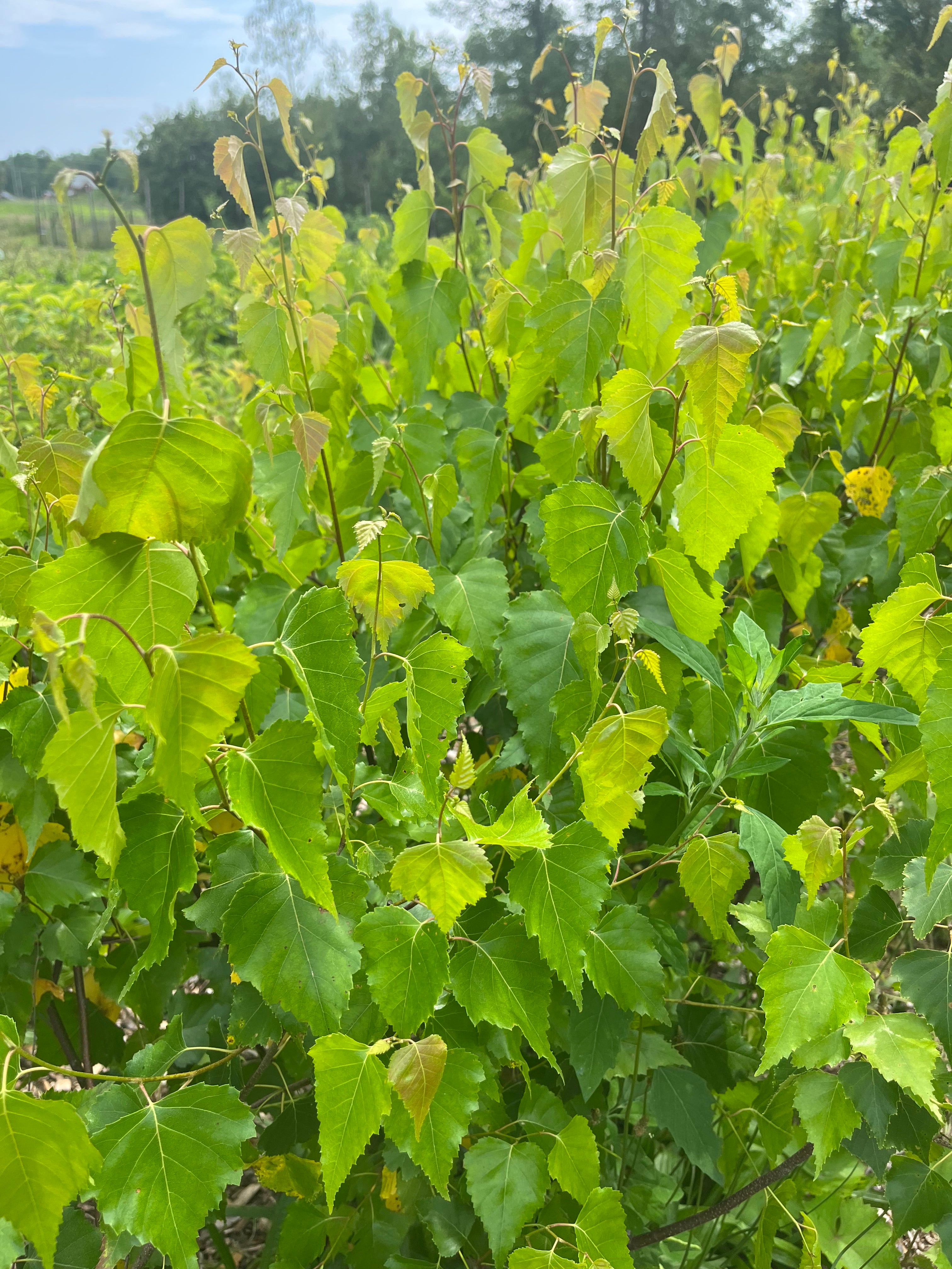 Gray Birch - Betula populifolia