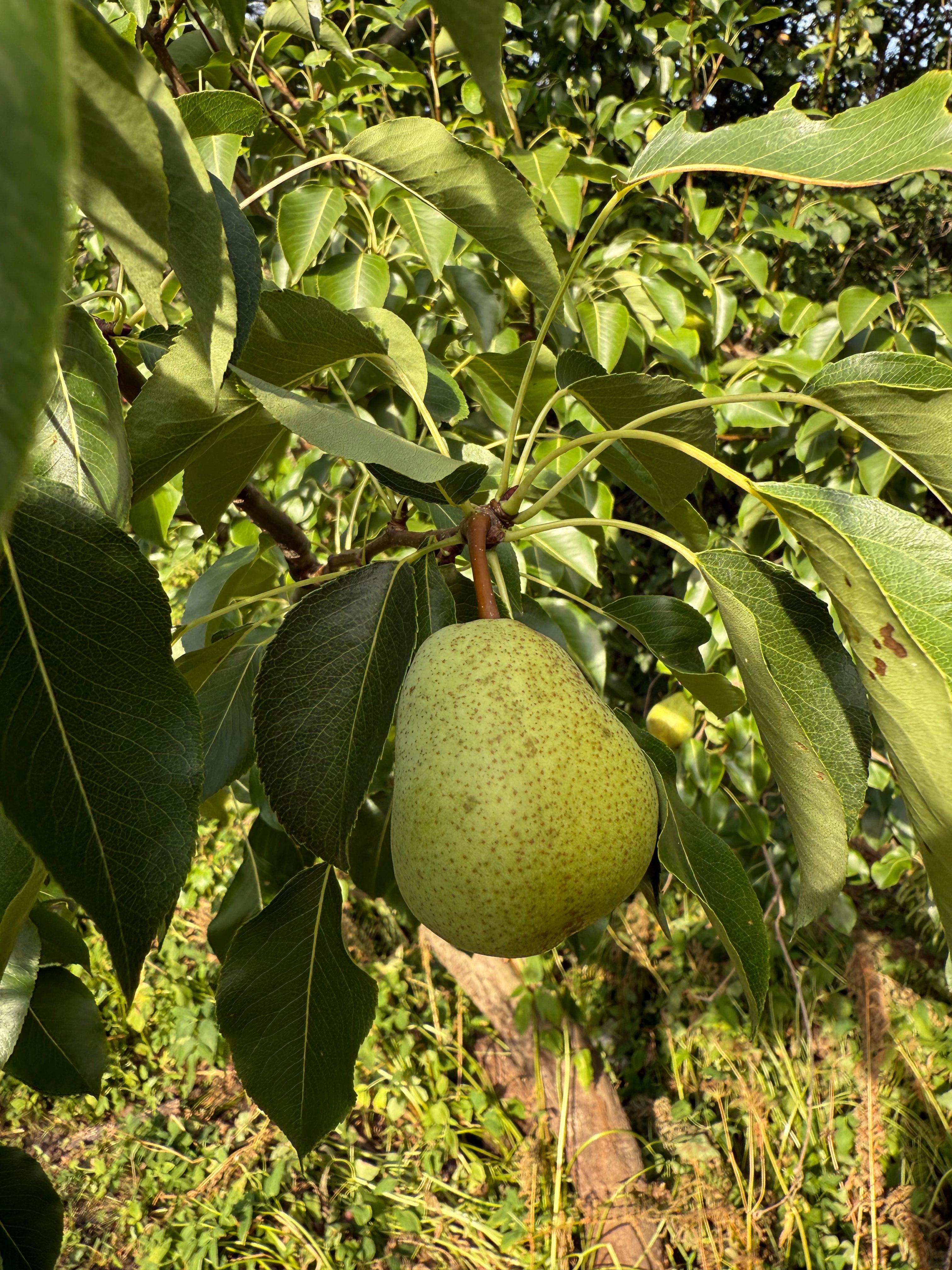 Luscious Pear