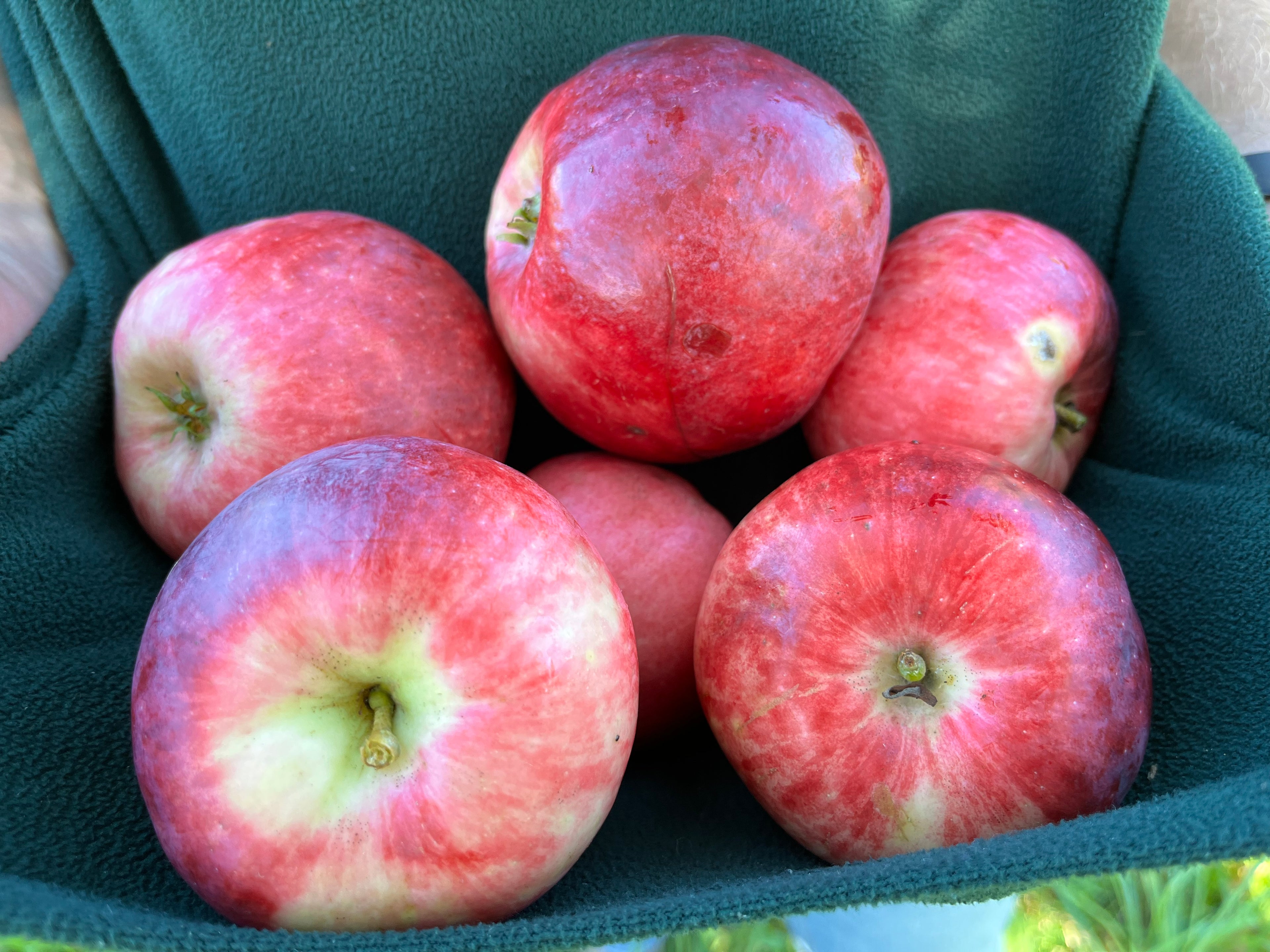 Rhuby Apple