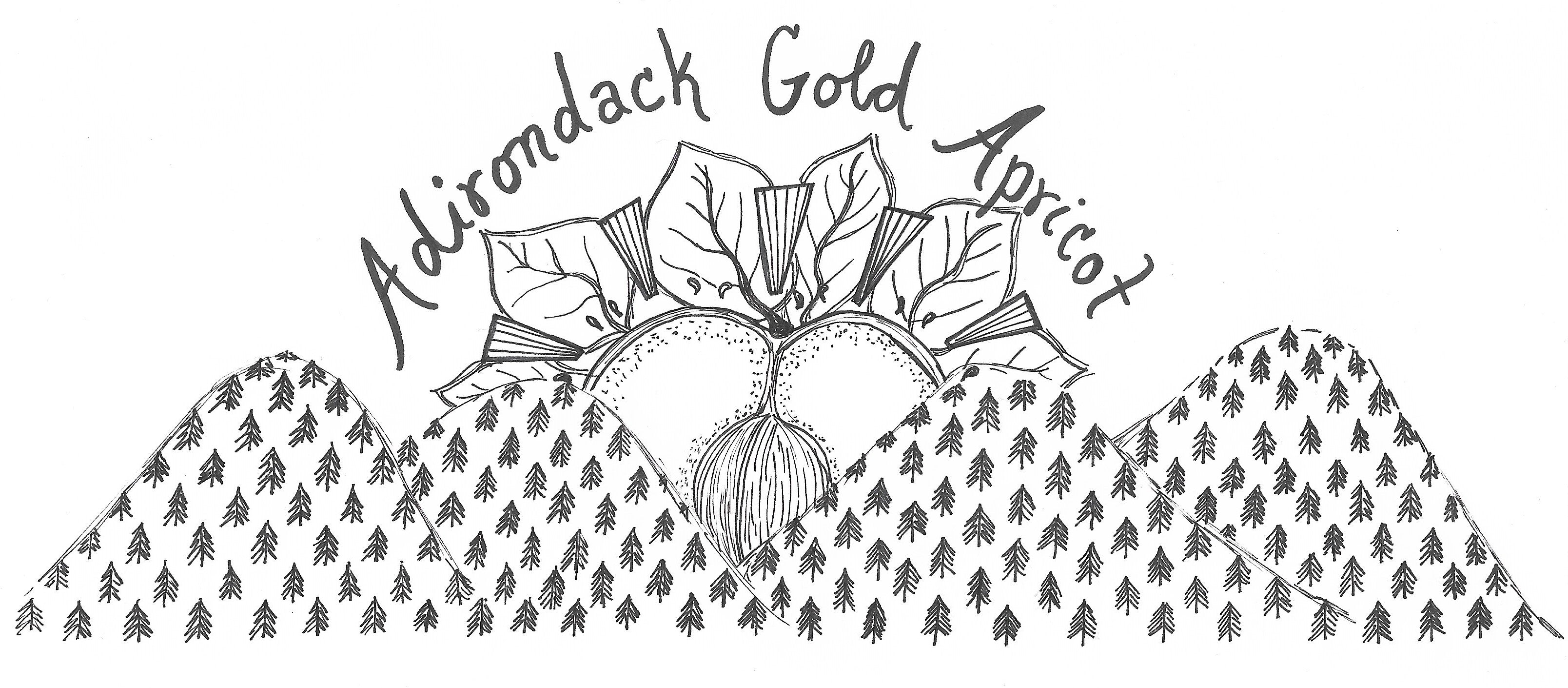 Adirondack Gold Apricot