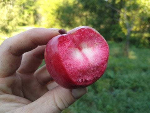 Almata Apple