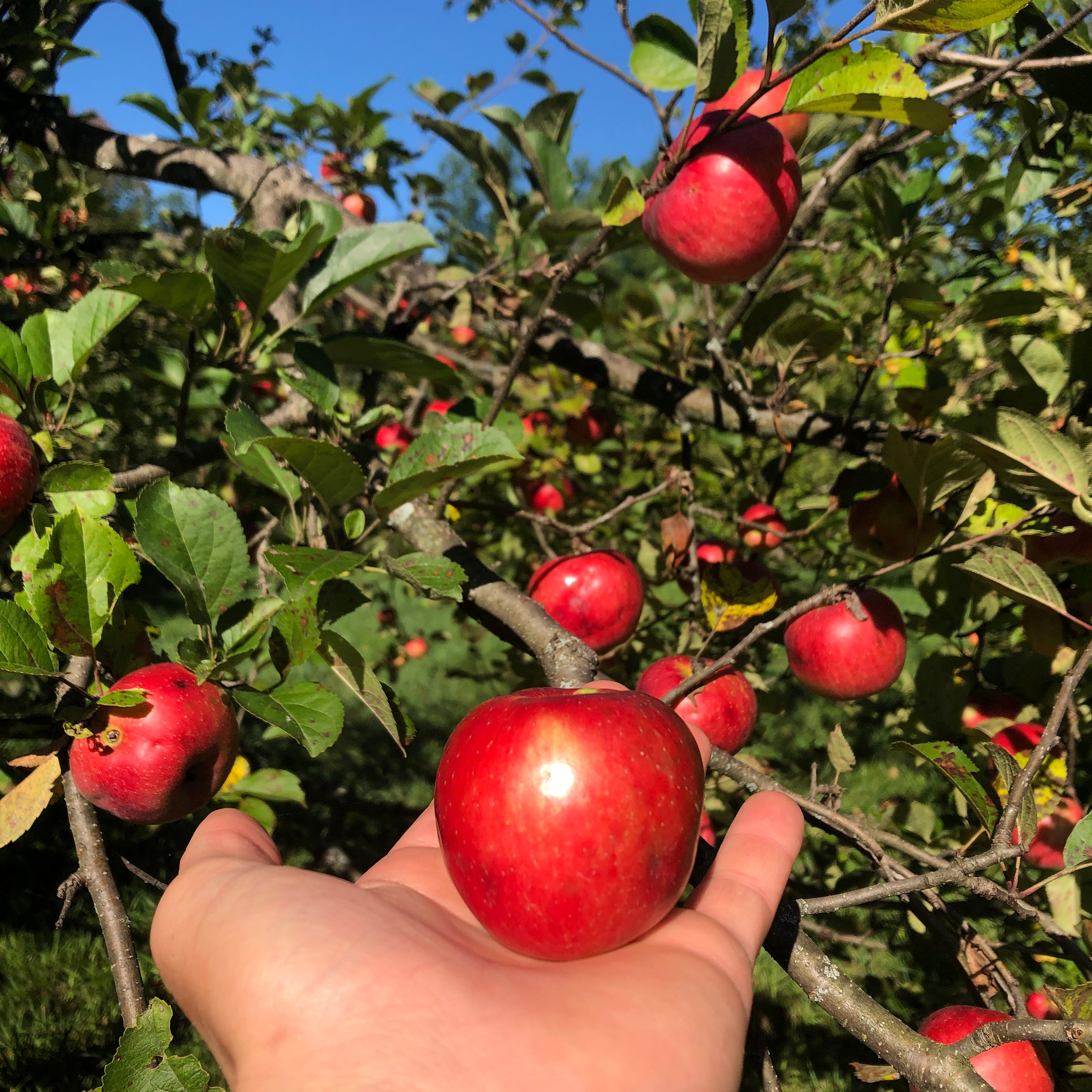 Freedom Apple