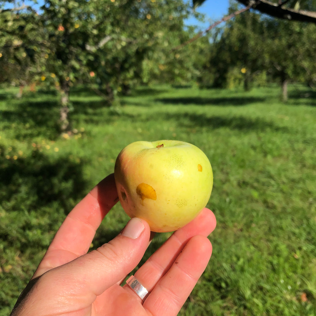 Glover Goldie Apple