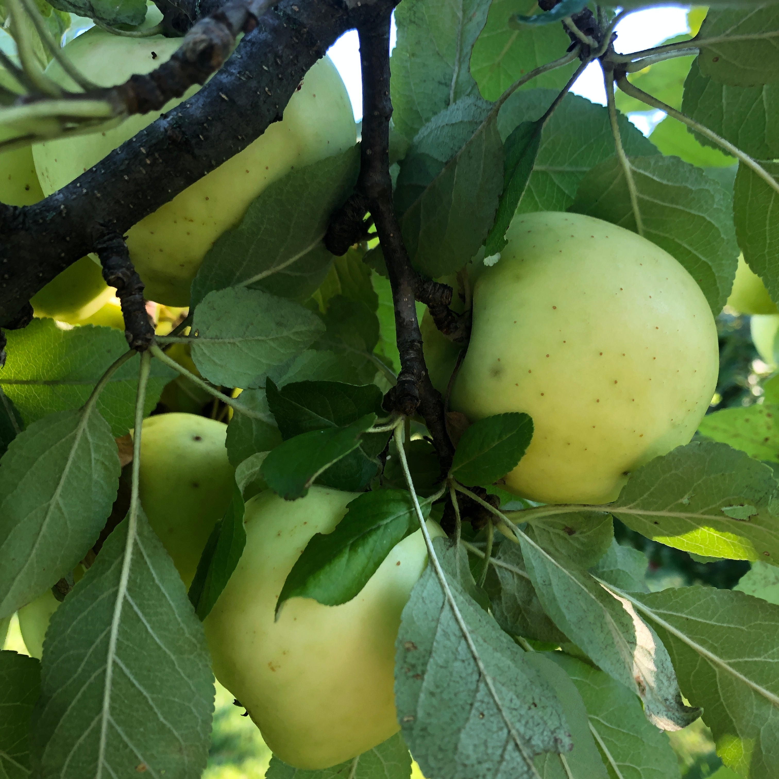 Honeygold Apple