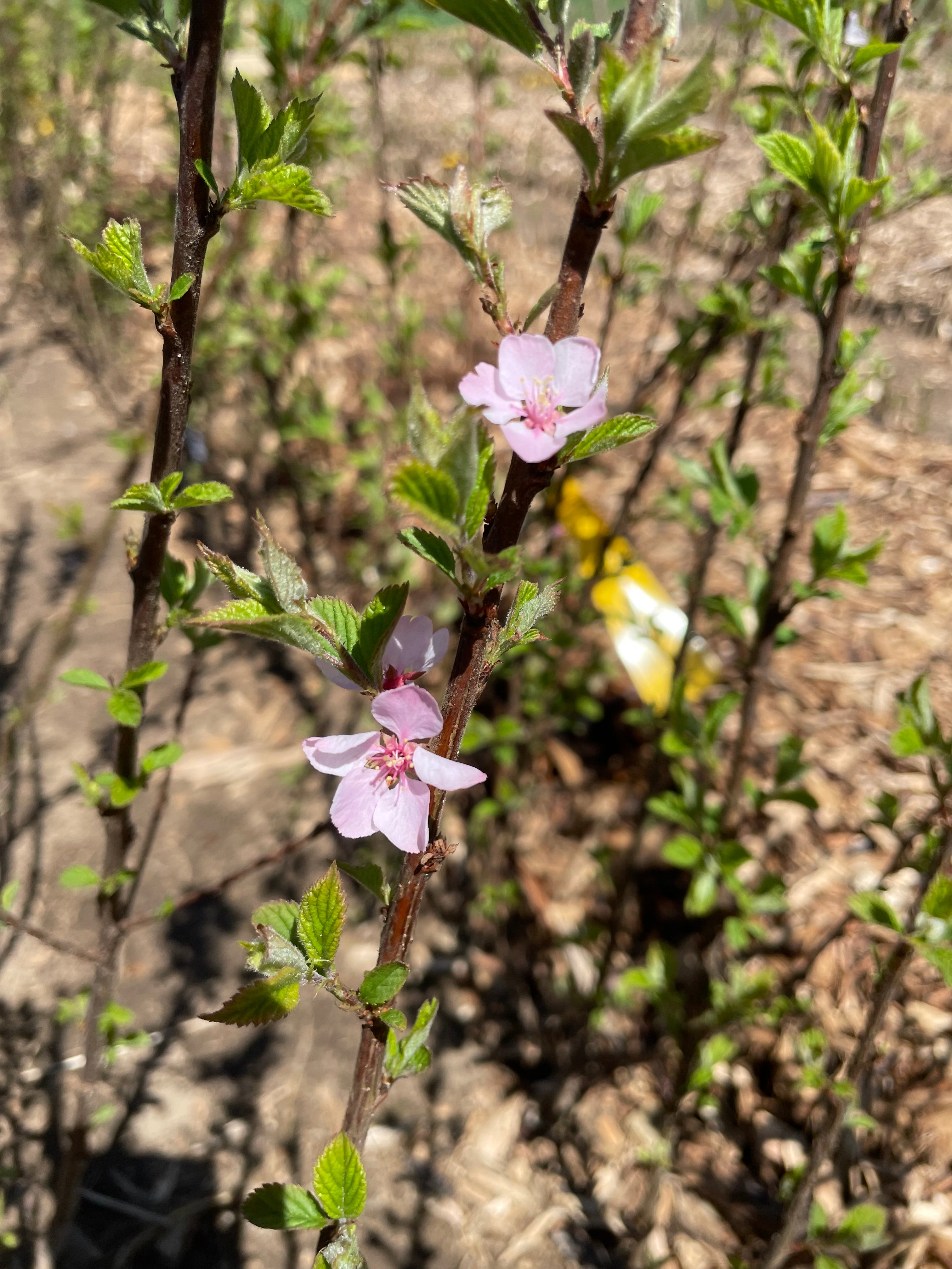Nanking Cherry - Prunus tomentosa