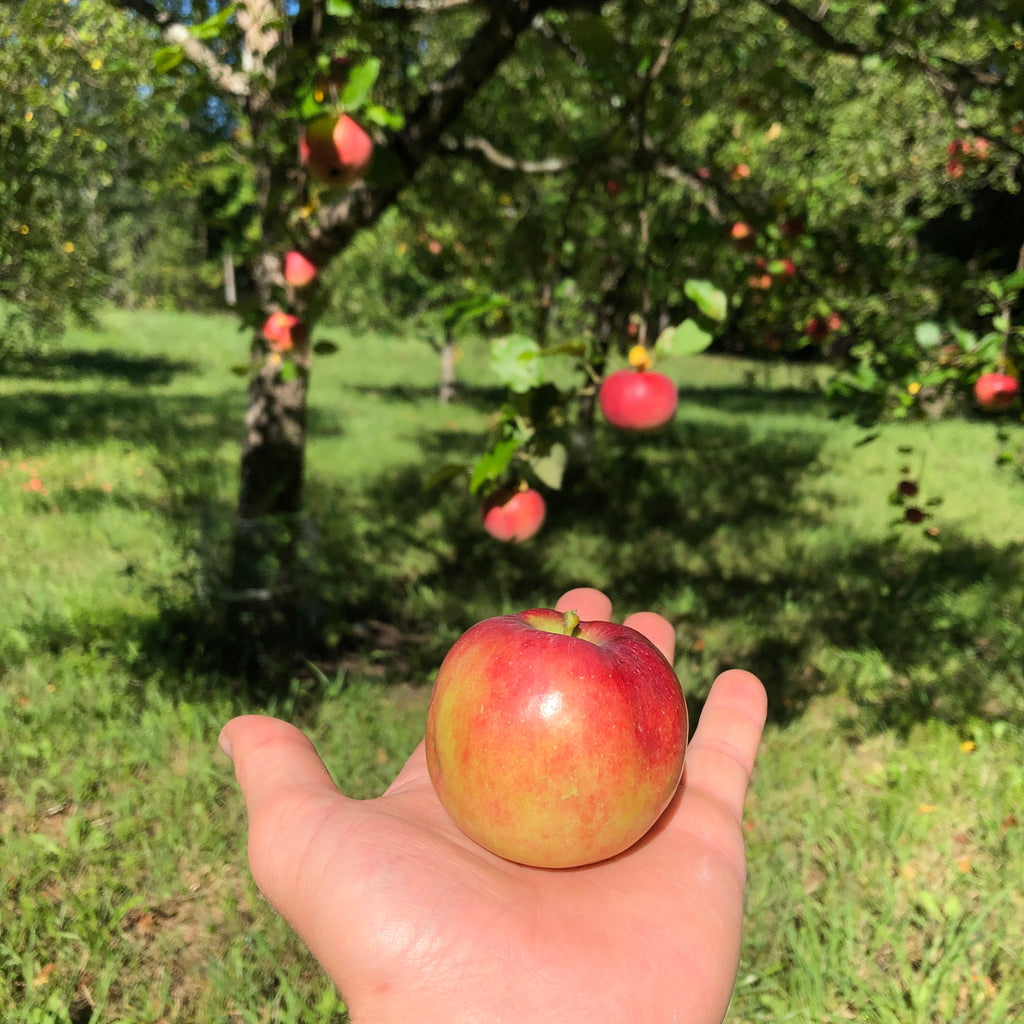 Nova Easy-Gro Apple
