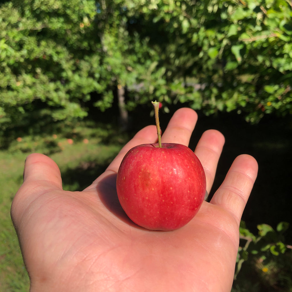 Rescue Apple