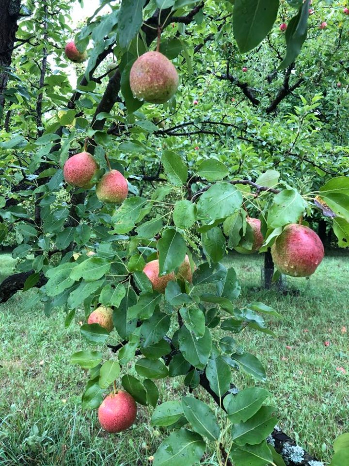 Summercrisp Pear