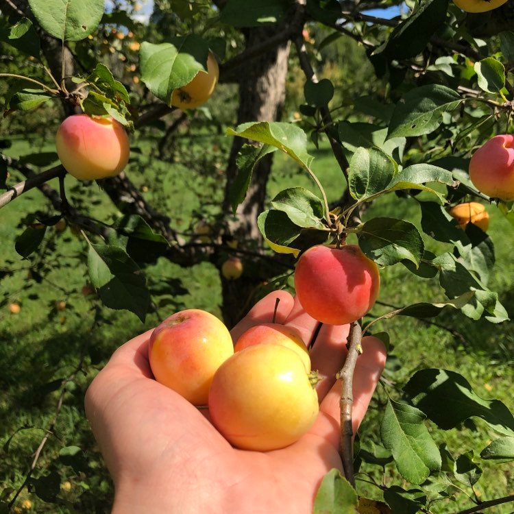Trailman Crab Apple