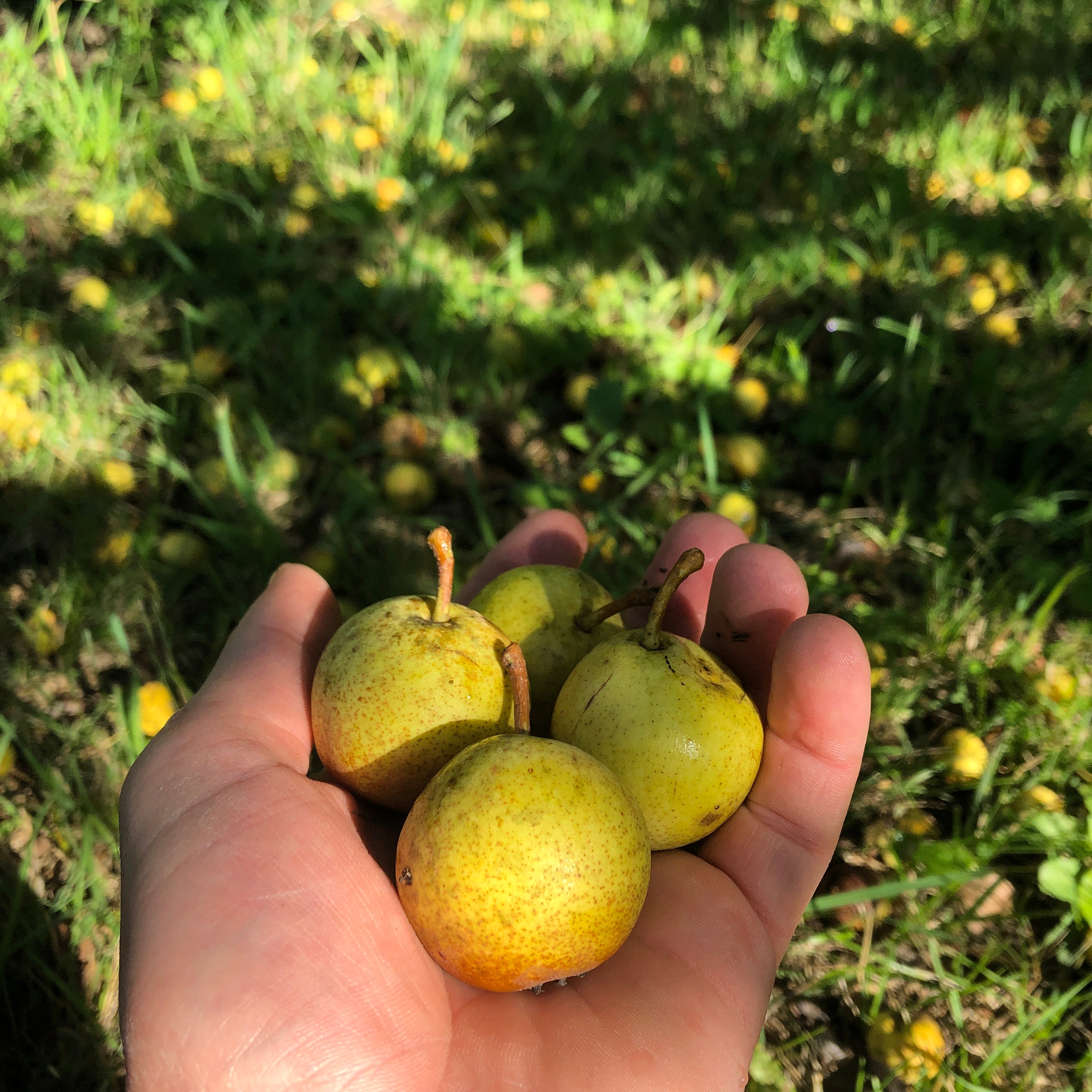 Ure Pear