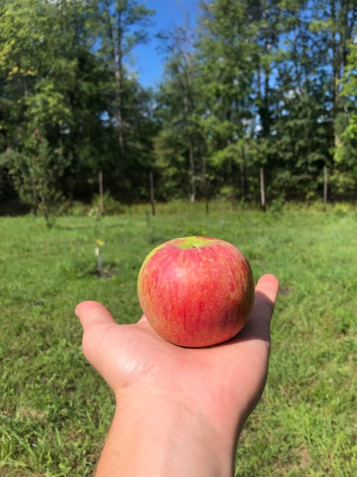 Valentine Apple