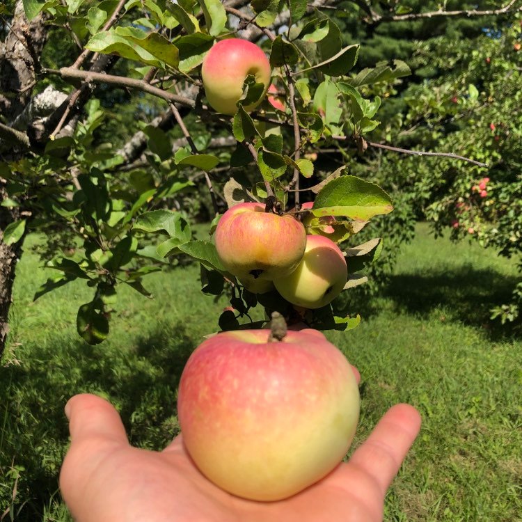 Wodarz Apple