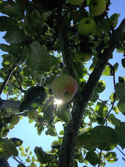 Apples