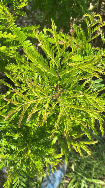 Thornless Honeylocust