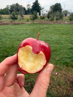 Norson Apple