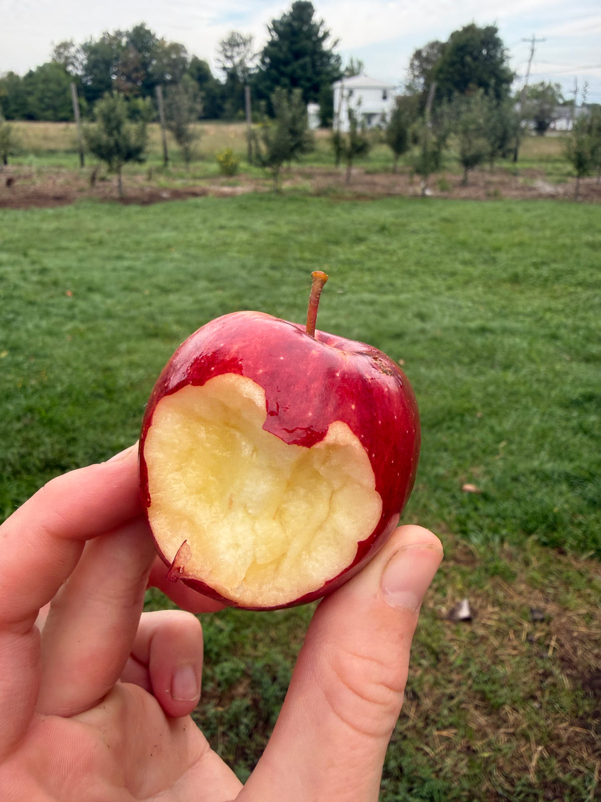 Norson Apple