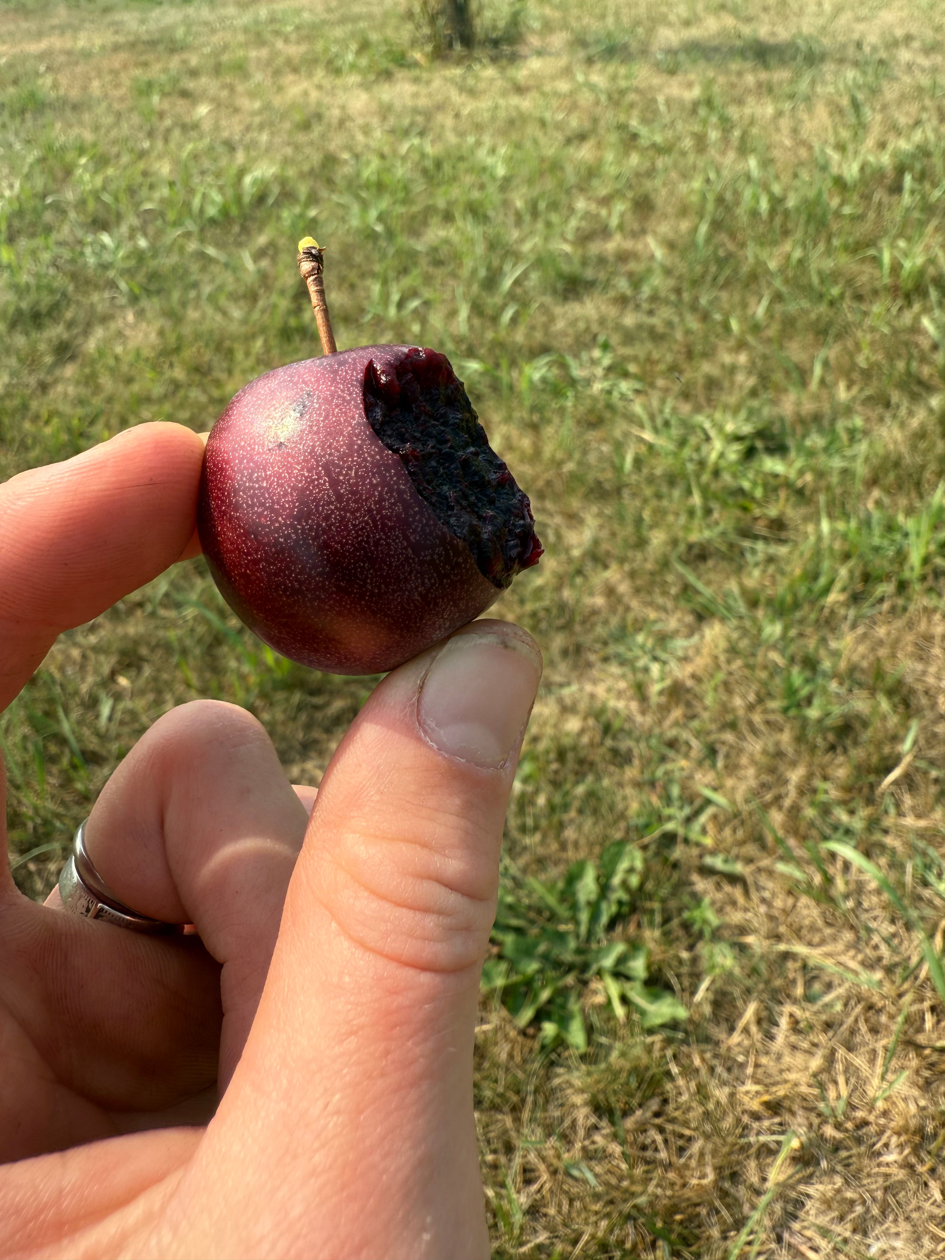 Sapalta - Cherry Plum