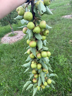 Taylor Apple-Pear