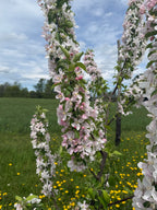 Big Deer Crab Apple