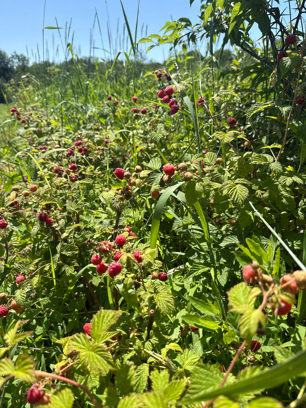 Prelude Red Raspberry