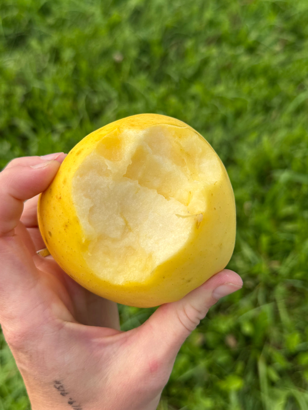 Ginger Gold Apple