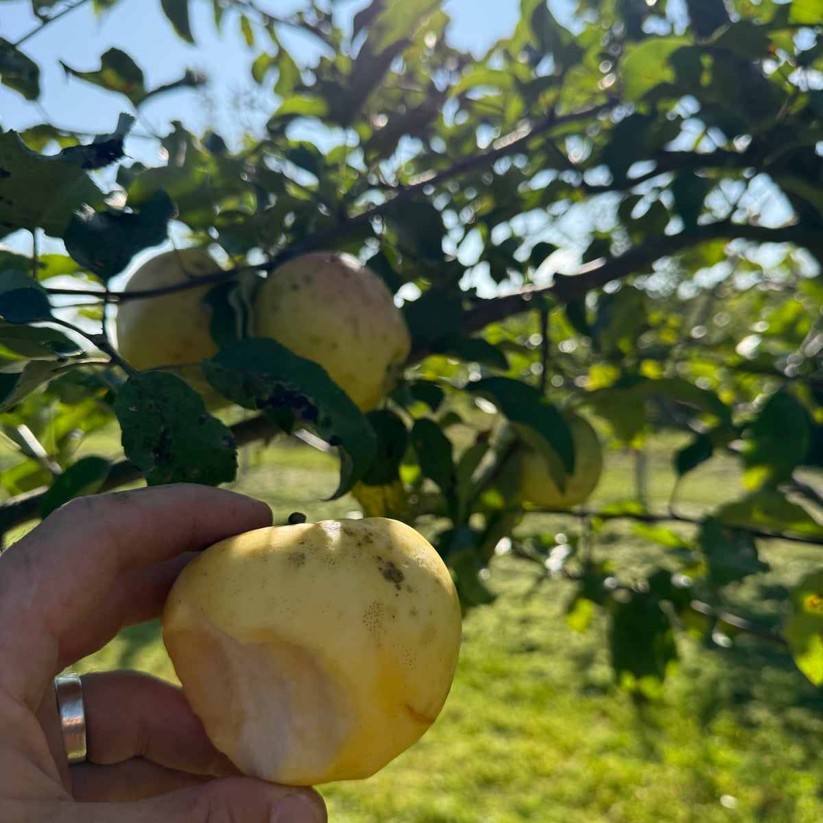 Ginger Gold Apple