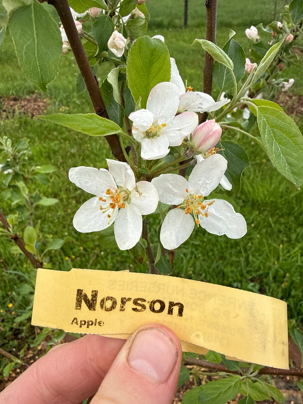 Norson Apple