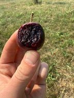Sapalta - Cherry Plum