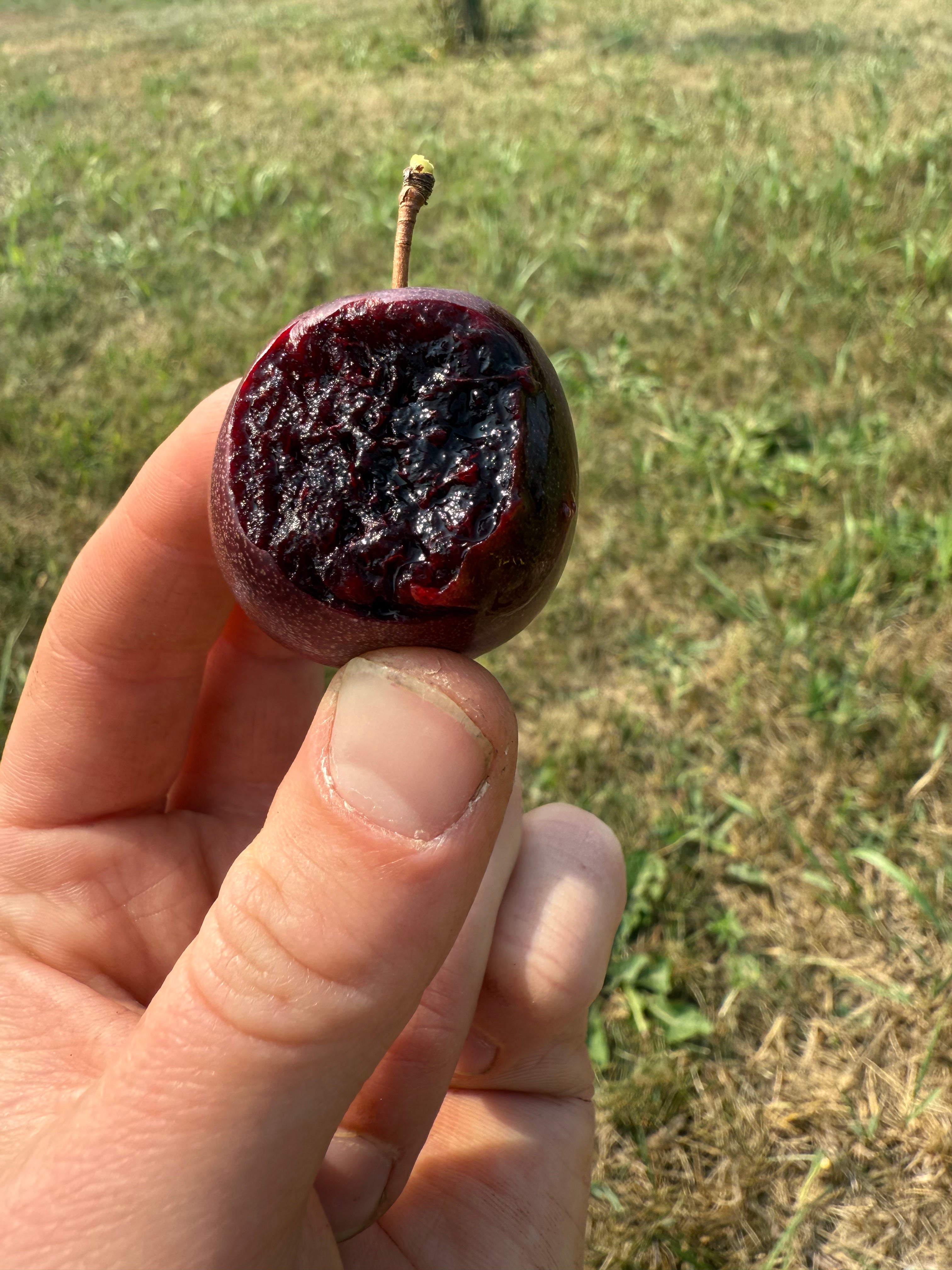 Sapalta - Cherry Plum