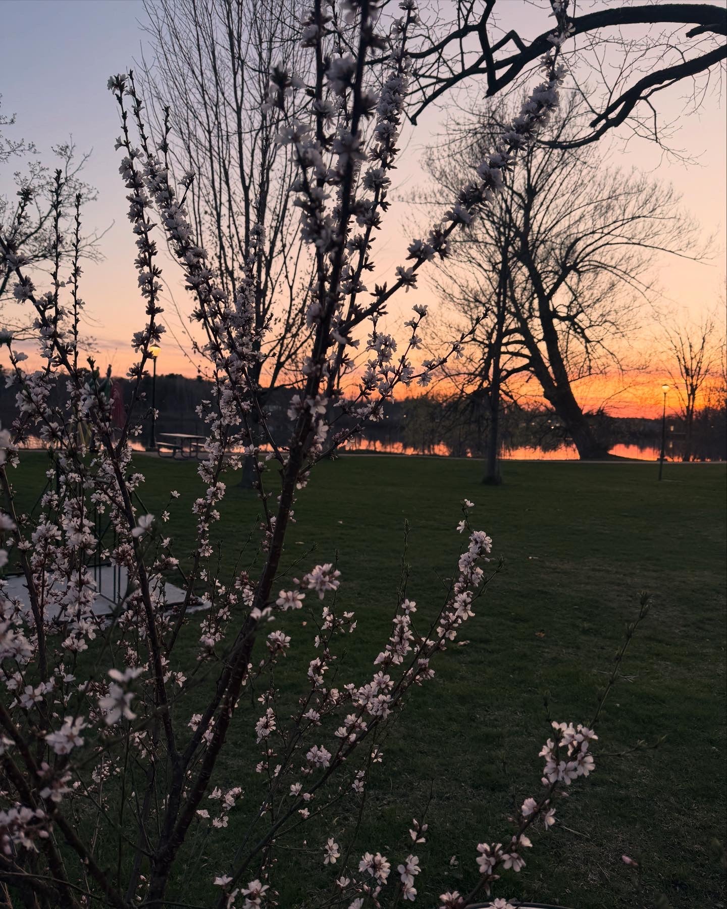 Nanking Cherry