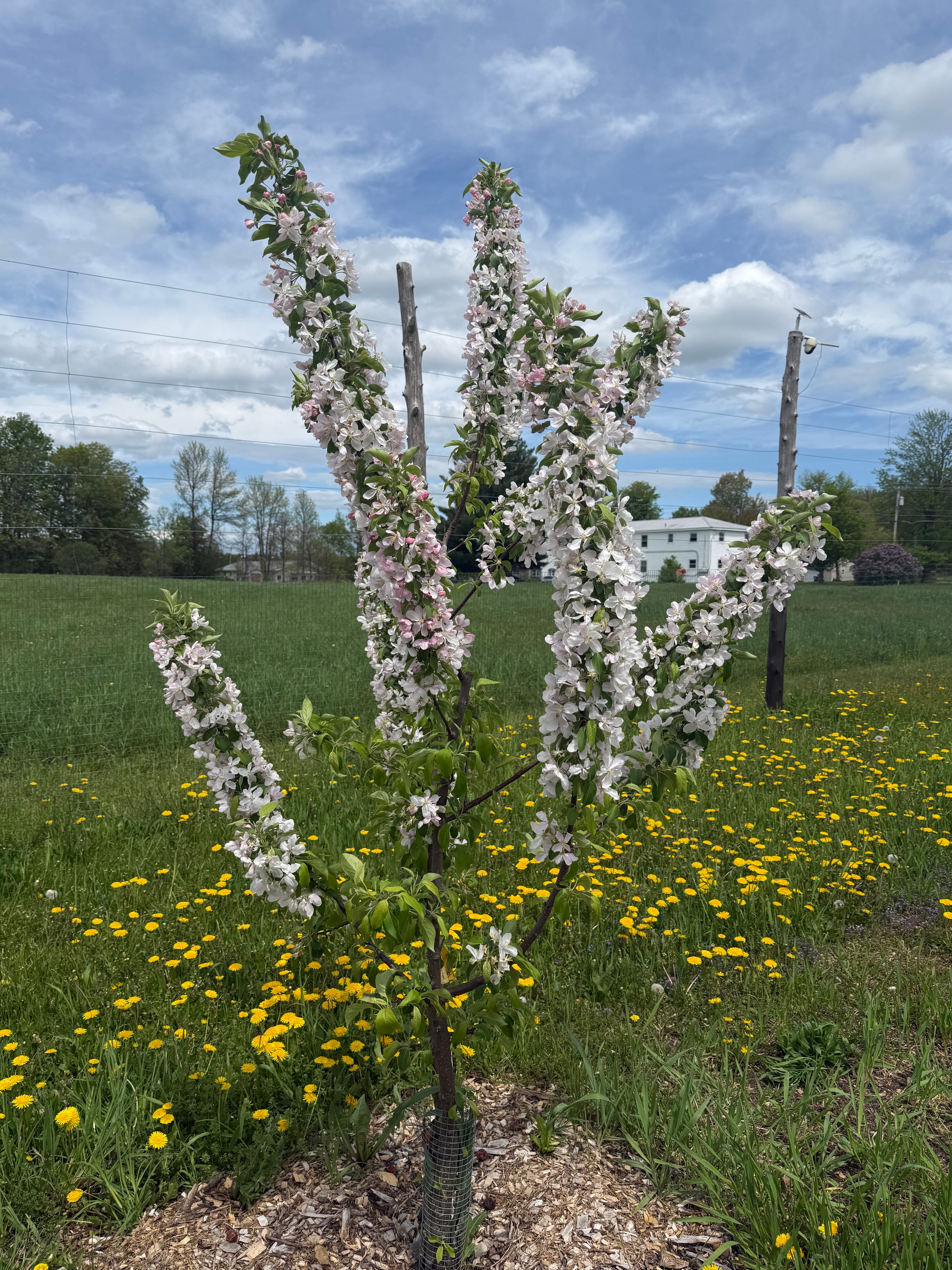 Big Deer Crab Apple