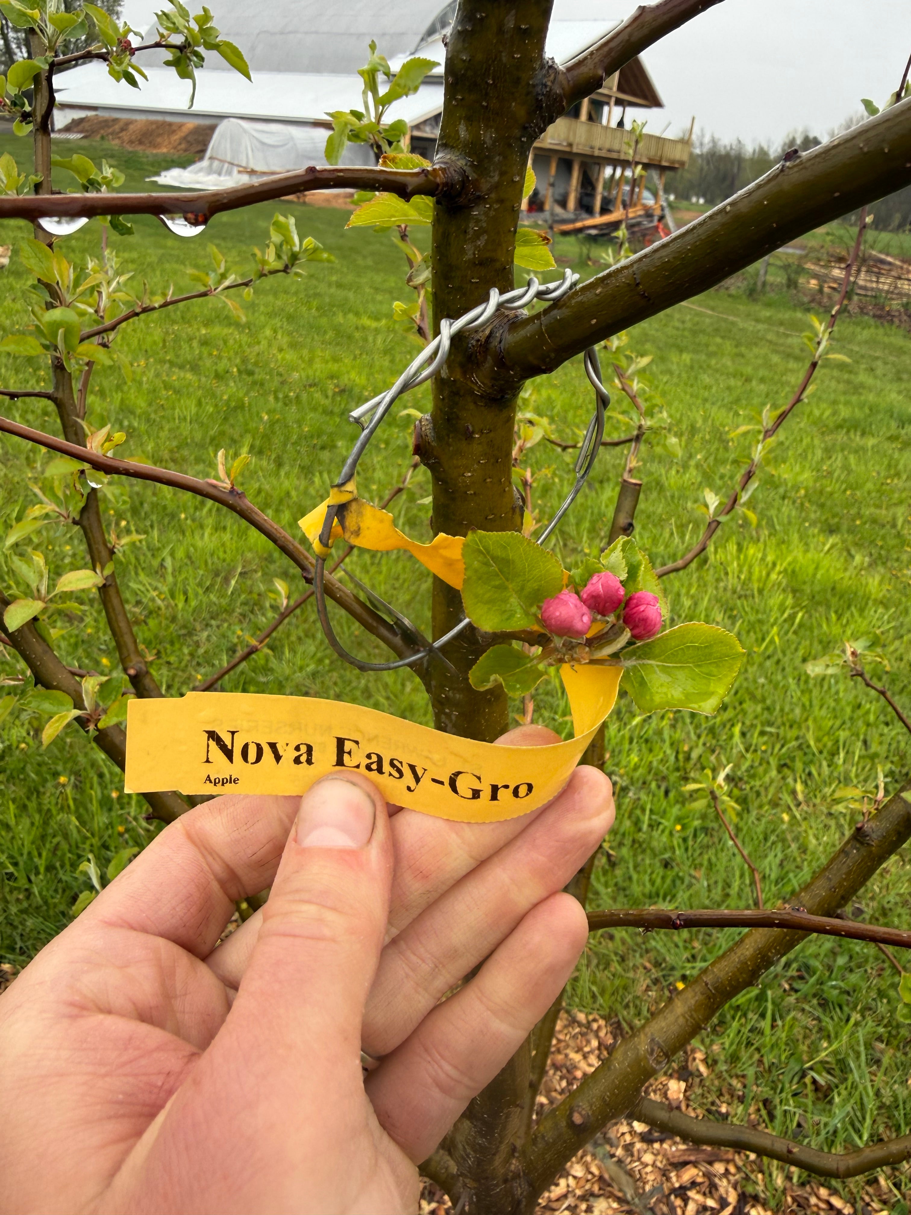 Nova Easy-Gro Apple