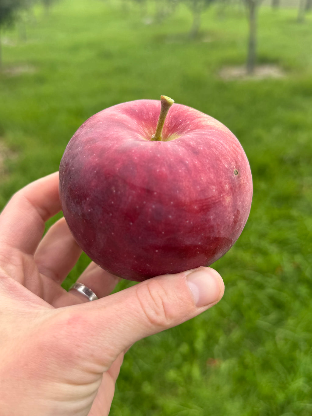 Paula Red Apple