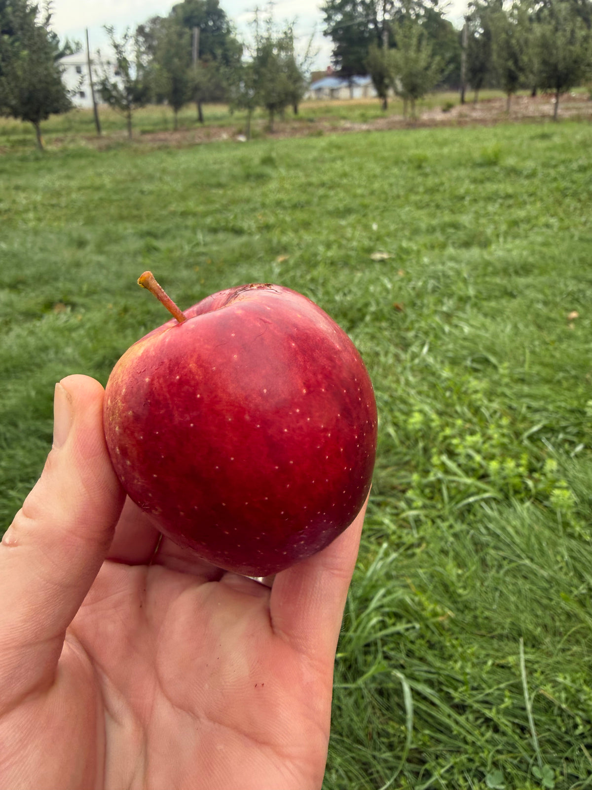 Norson Apple