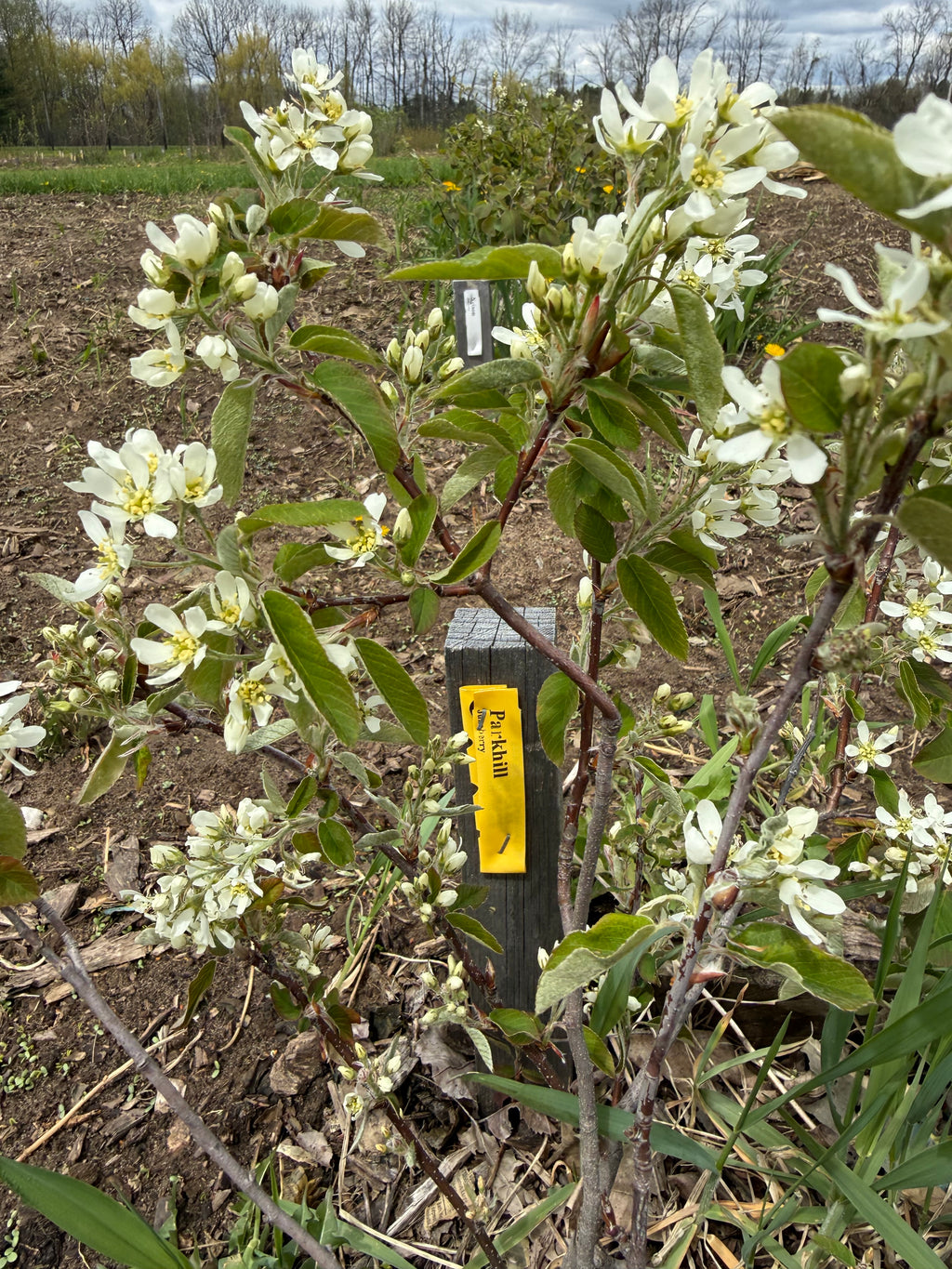 Parkhill Juneberry