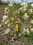 Parkhill Juneberry