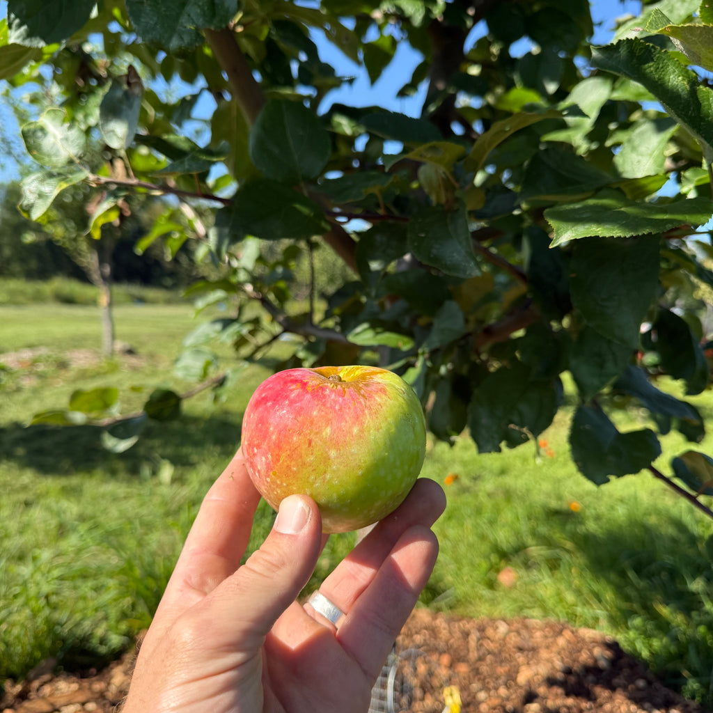 Hibernal Apple
