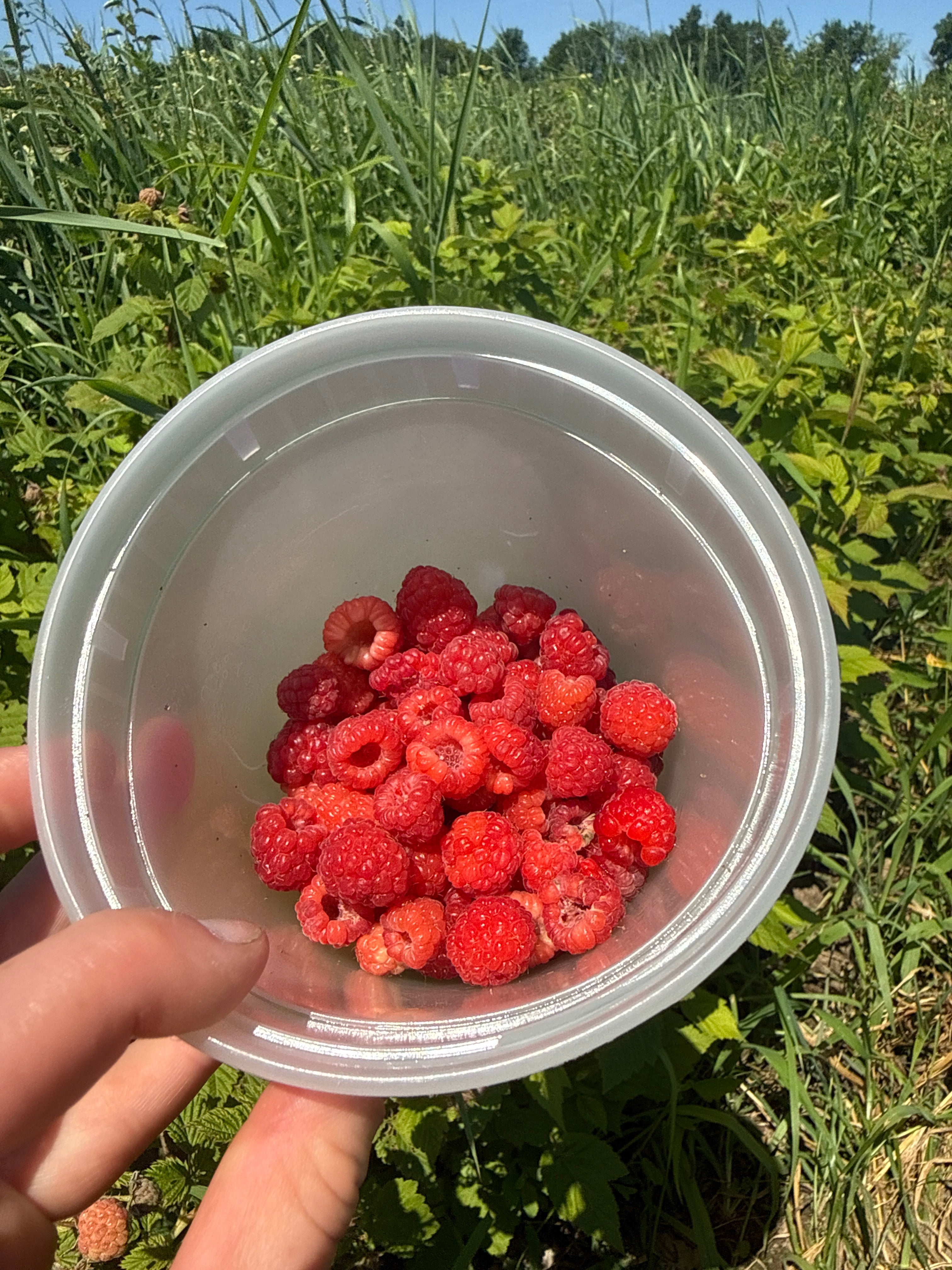 Killarney - Red Raspberry