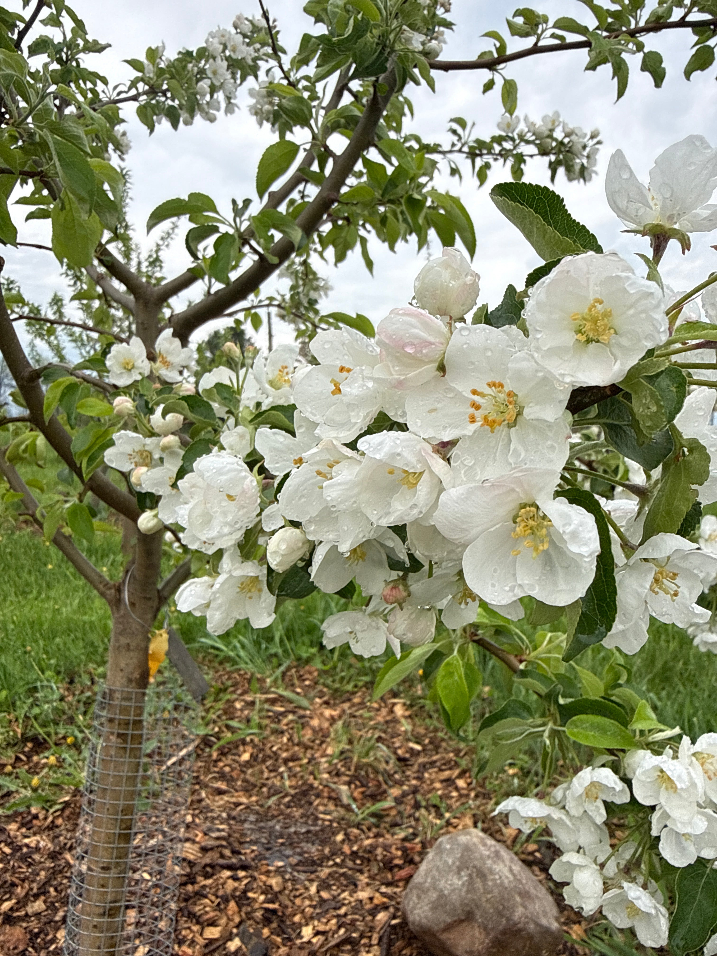 Norlove Apple