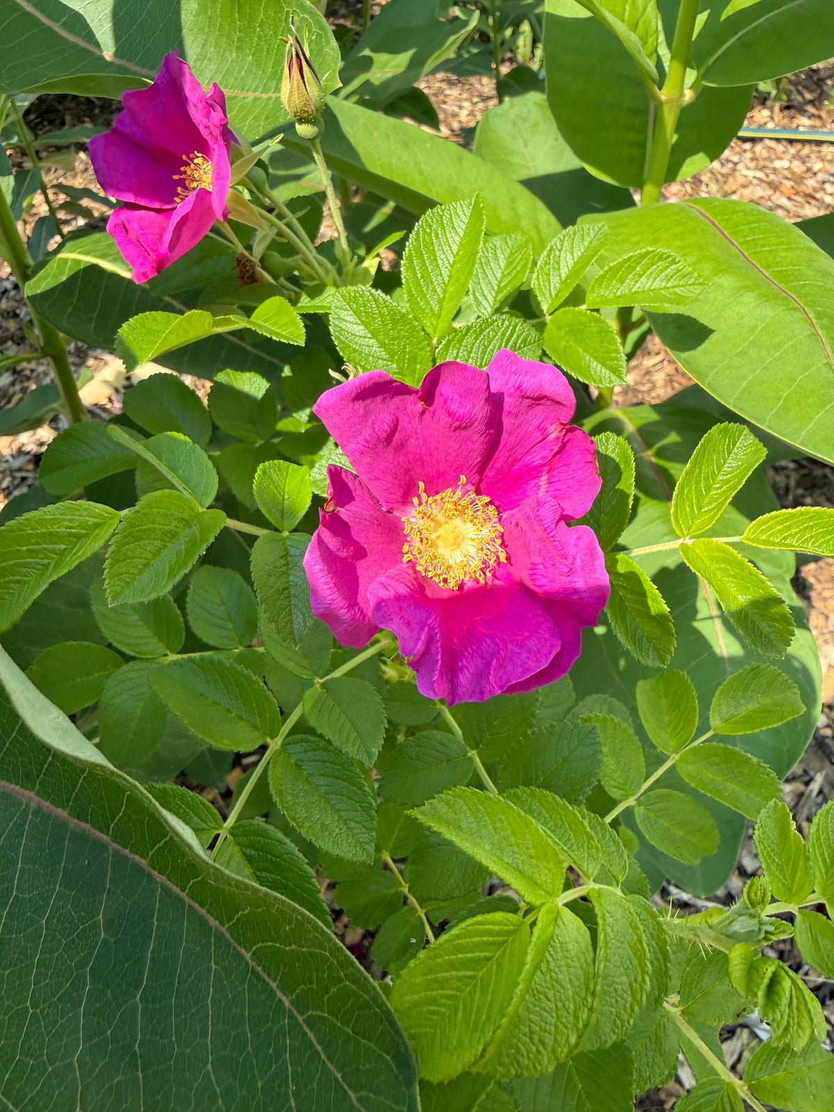 Rugosa Rose