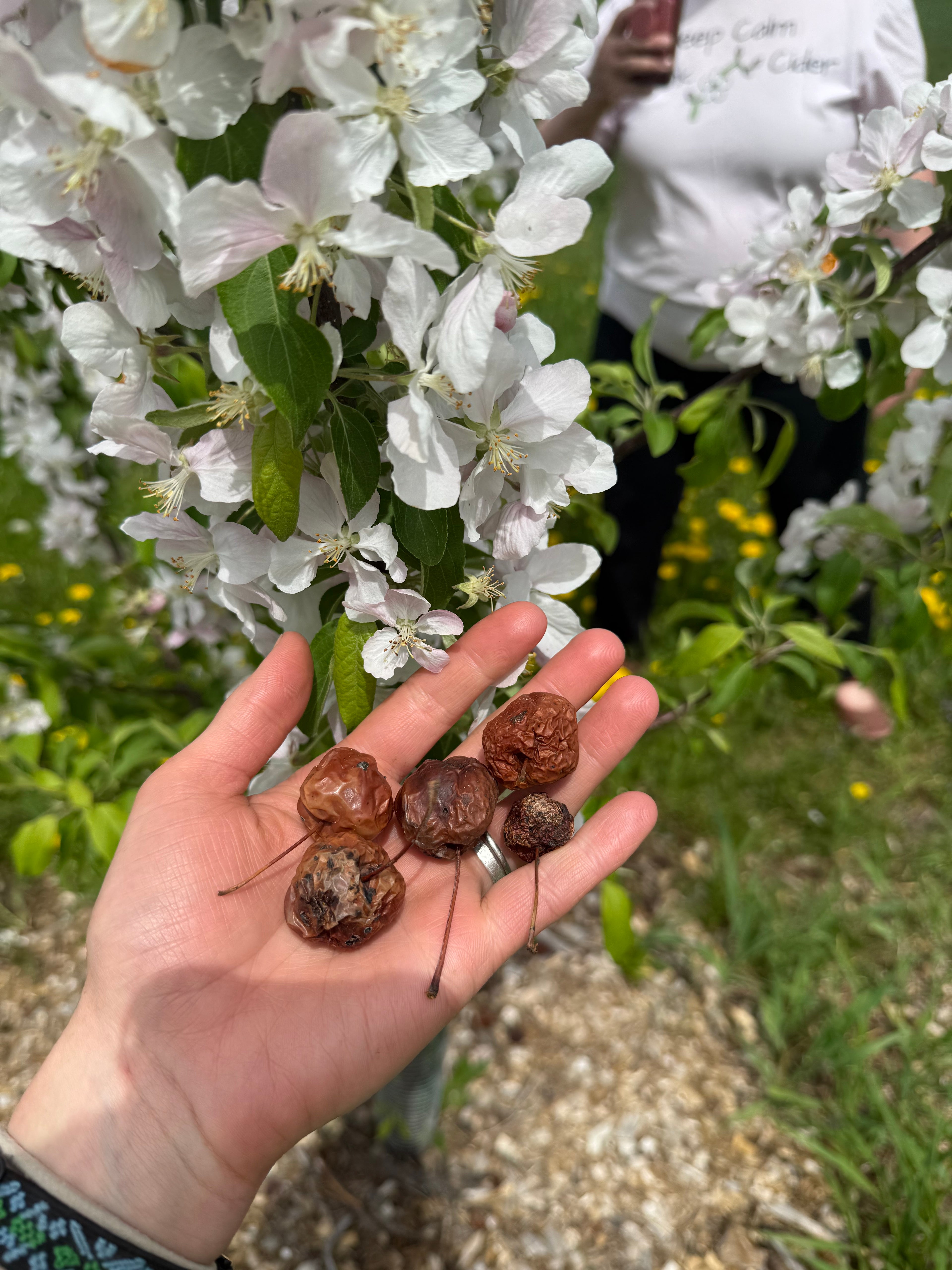 Big Deer Crab Apple