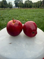 Norson Apple
