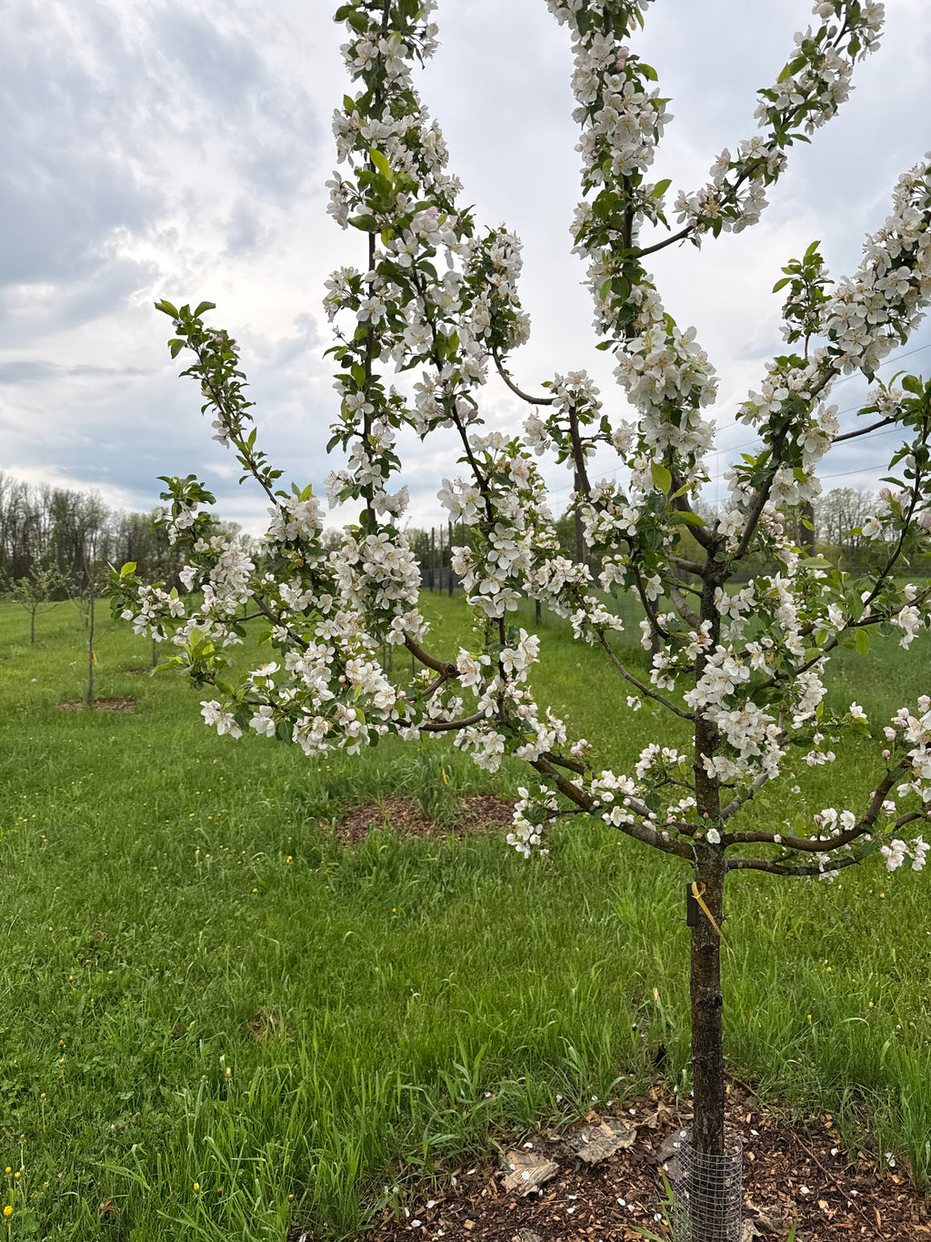Bilodeau (A.K.A. Trail) Apple