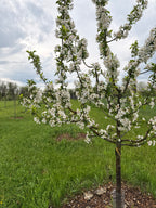 Bilodeau (A.K.A. Trail) Apple
