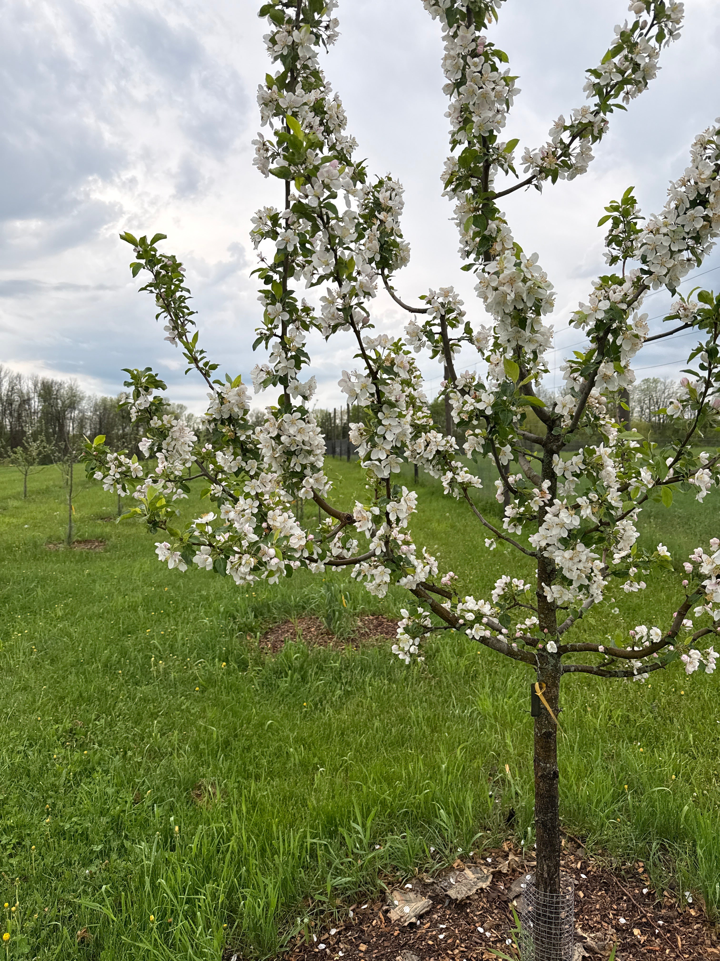 Bilodeau (A.K.A. Trail) Apple