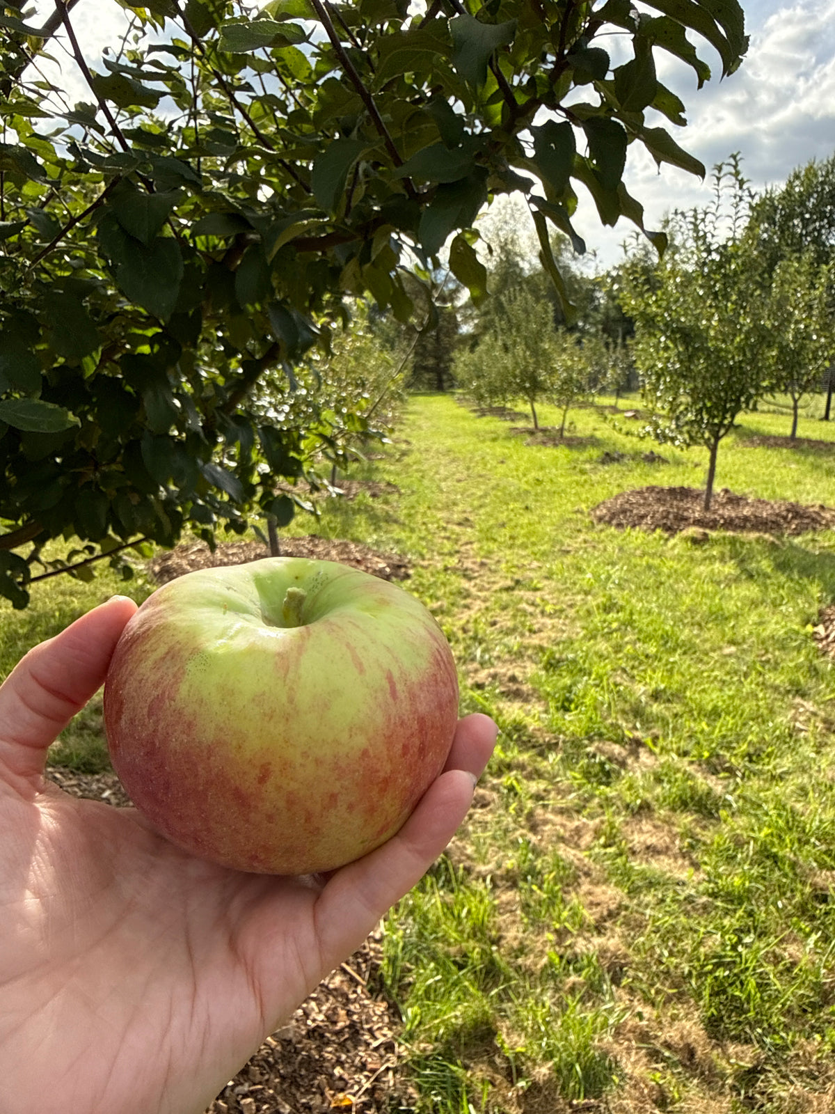 Red Astrachan Apple