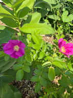 Rugosa Rose