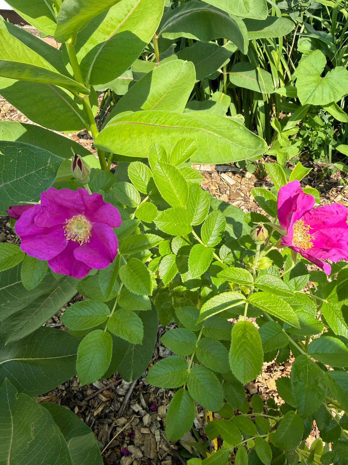 Rugosa Rose